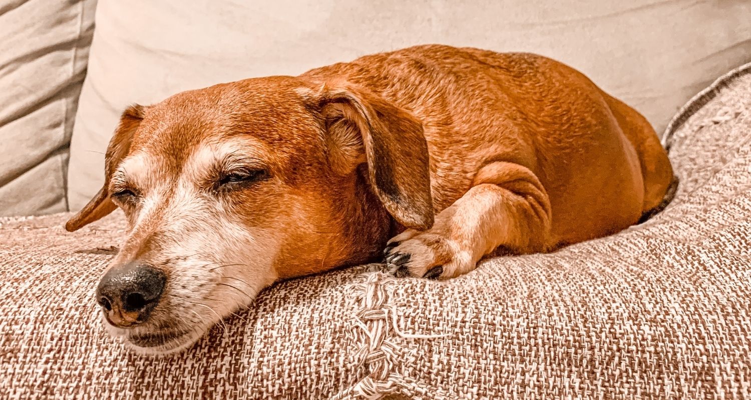 Hund Will Nicht Raus Und Schläft Viel Rüde oder Hündin? So entscheidest Du richtig! I edogs Magazin