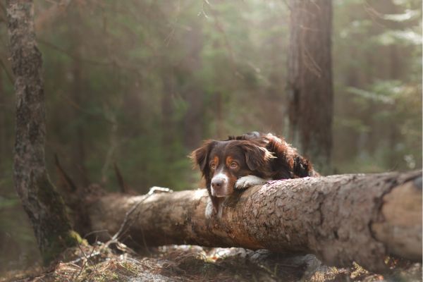 Trauerspruch Hund: Ein Hund lehnt sich mit seinen Vorderpfoten und seinem Kopf gegen einen umgefallenen Baumstamm im Wald. 