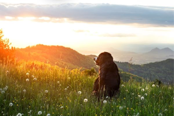 Trauerspruch Hund: Hund sitzt im Sonnenuntergang auf Wiese
