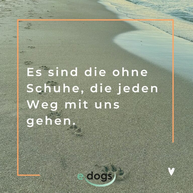 Die 80 schönsten Hundesprüche mit Bildern edogs.de Magazin