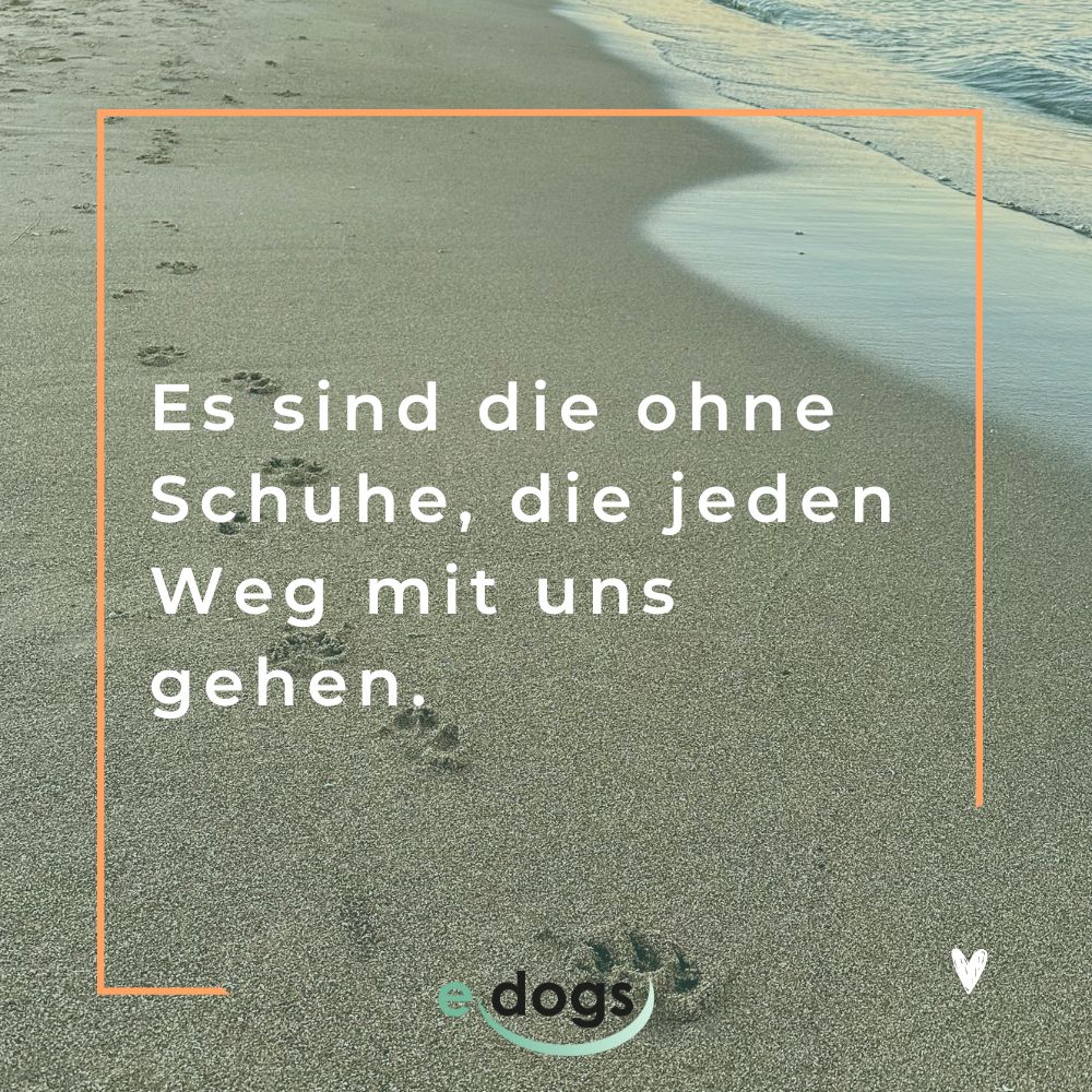 Trauersprüche Hund: Es sind die ohne Schuhe, die jeden Weg mit uns gehen.