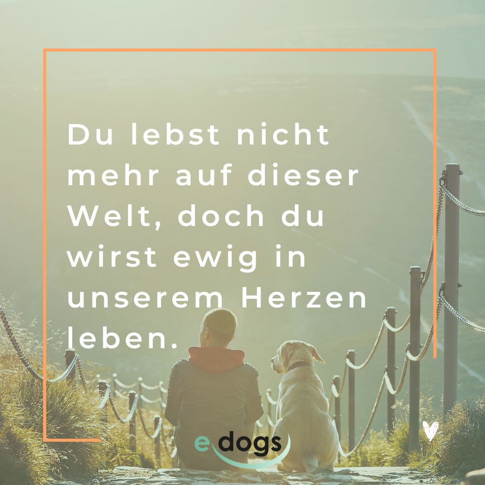 Trauersprüche Hund: Du lebst nicht mehr auf dieser Welt, doch du wirst ewig in unserem Herzen leben.