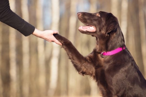 Trickdogging: Hund gibt Pfote