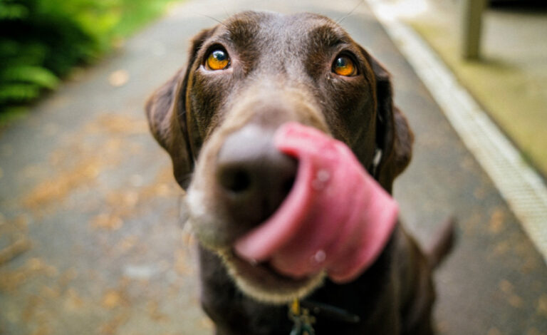 Trockenfutter oder Nassfutter für Hunde – Was ist besser?