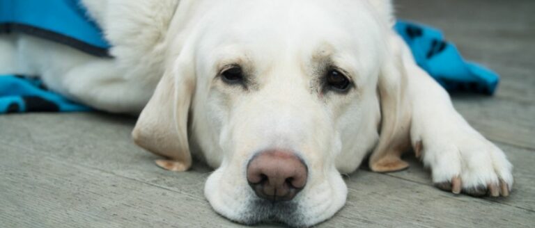 Tumor beim Hund – Symptome & Behandlung
