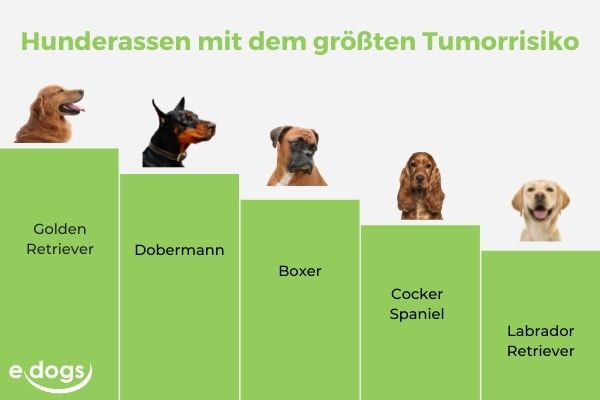 Tumorrisiken bei Hunderassen als Grafik