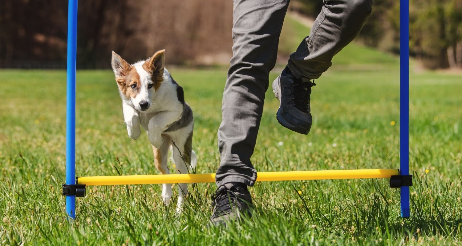 Was macht man beim turnierhundesport?