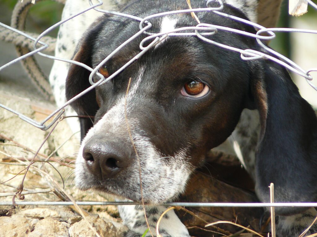 Unerwünschtes Hundeverhalten: Eingesperrter Hund