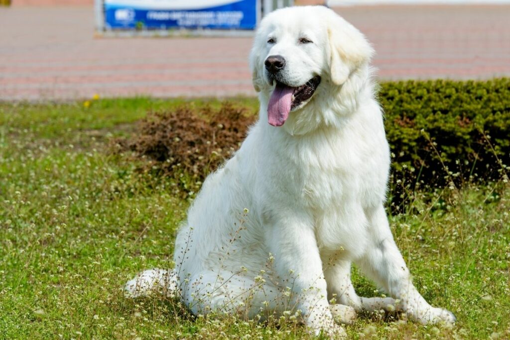 Ungarische Hunderassen: Kuvasz