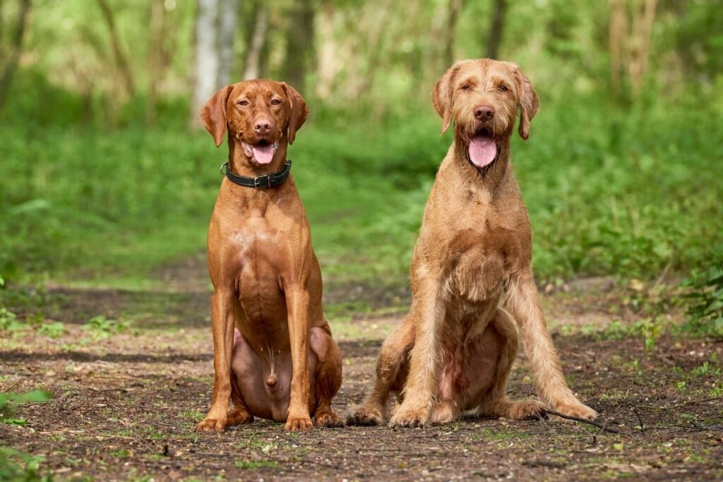 Ungarische Hunderassen: Magyar Vizsla