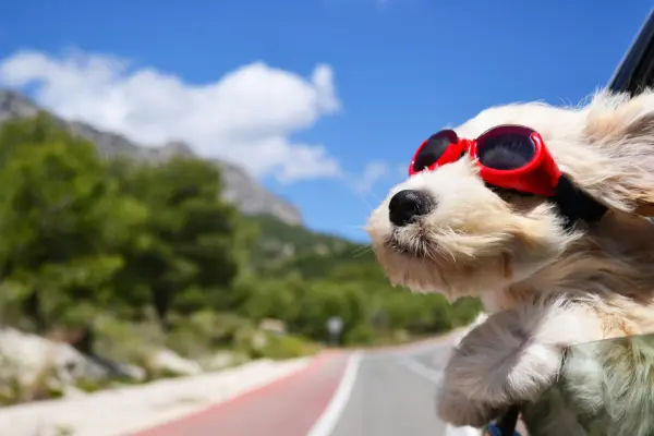 Hund hält seinen Kopf aus dem Autofenster