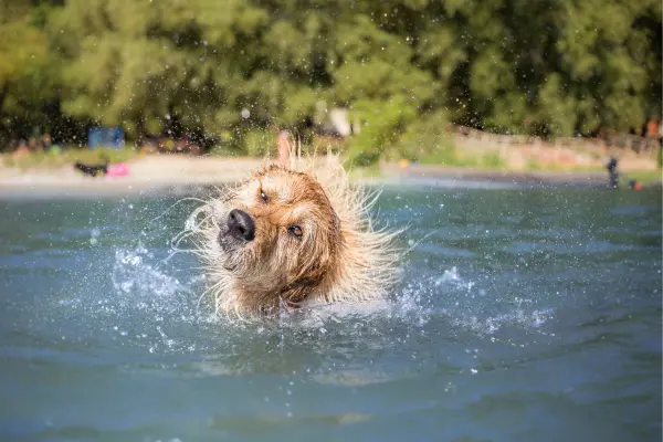 Hund steht im Wasser und schüttelt sich