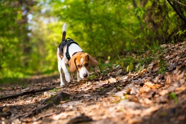 VGP Hundeprüfung: Beagle bei der Waldarbeit