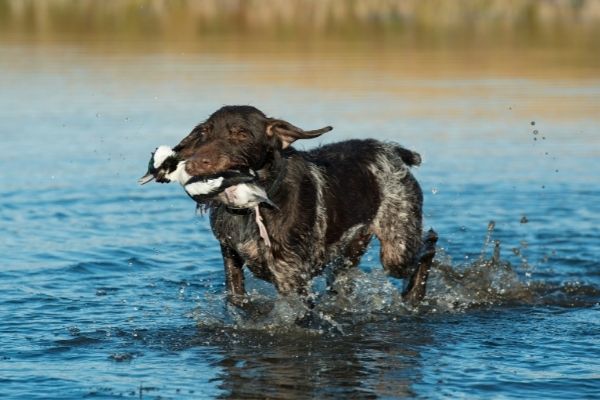 VGP Hundeprüfung: Wasserarbeit