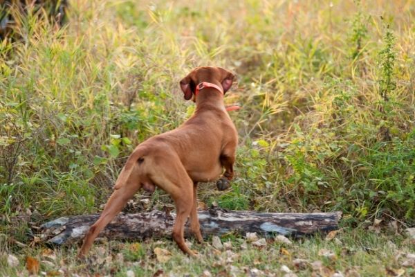VJP Prüfung: Hund bei der Hasenspur