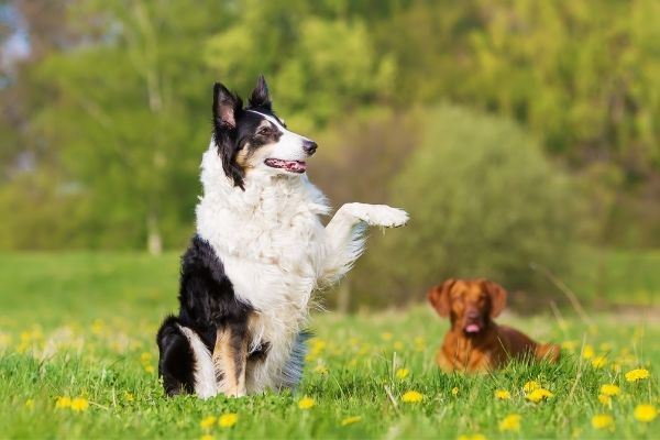 Hund hebt Pfote: Die Vorstehhaltung