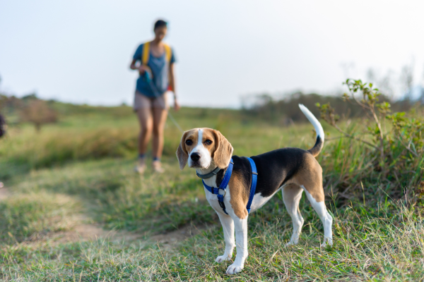 Wandern mit Hund - Herchen wandert mit Hund. Hund läuft voraus