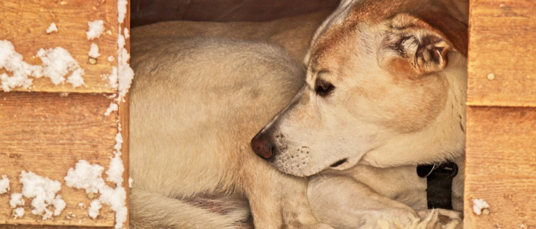 10 Gründe, warum Du einen Hund aus dem Tierschutz adoptieren solltest