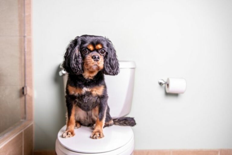 Warum kommt mein Hund mit auf die Toilette?