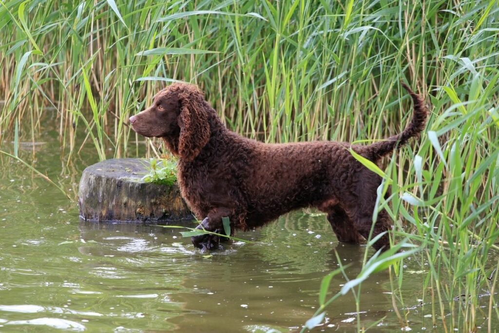 Wasserhunde: American Water Spaniel