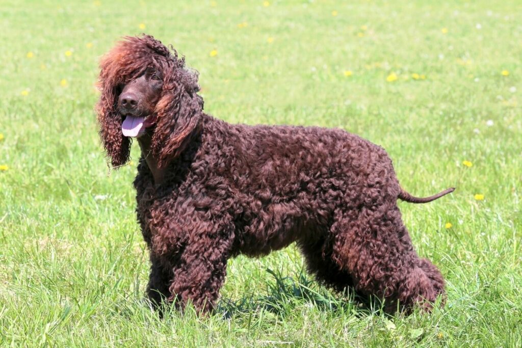 Wasserhunde: Irish Water Spaniel