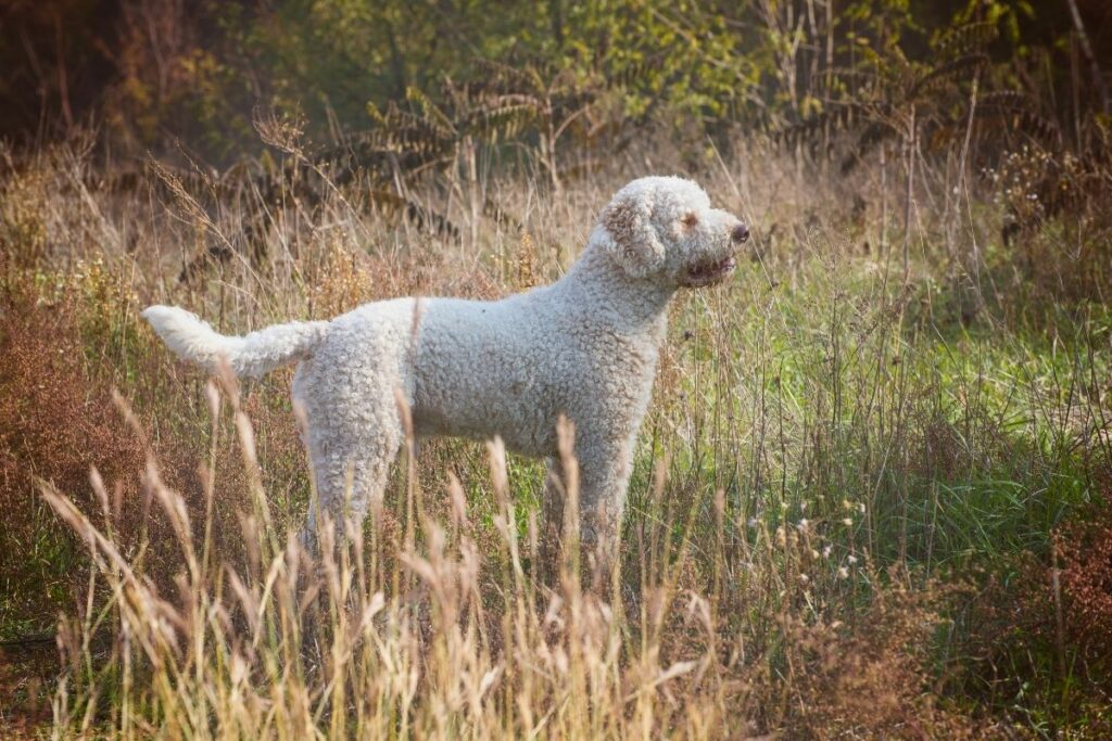 Wasserhunde: Lagotto Romagnolo