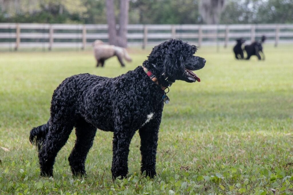 Portugiesischer Wasserhund steht auf einer Wiese