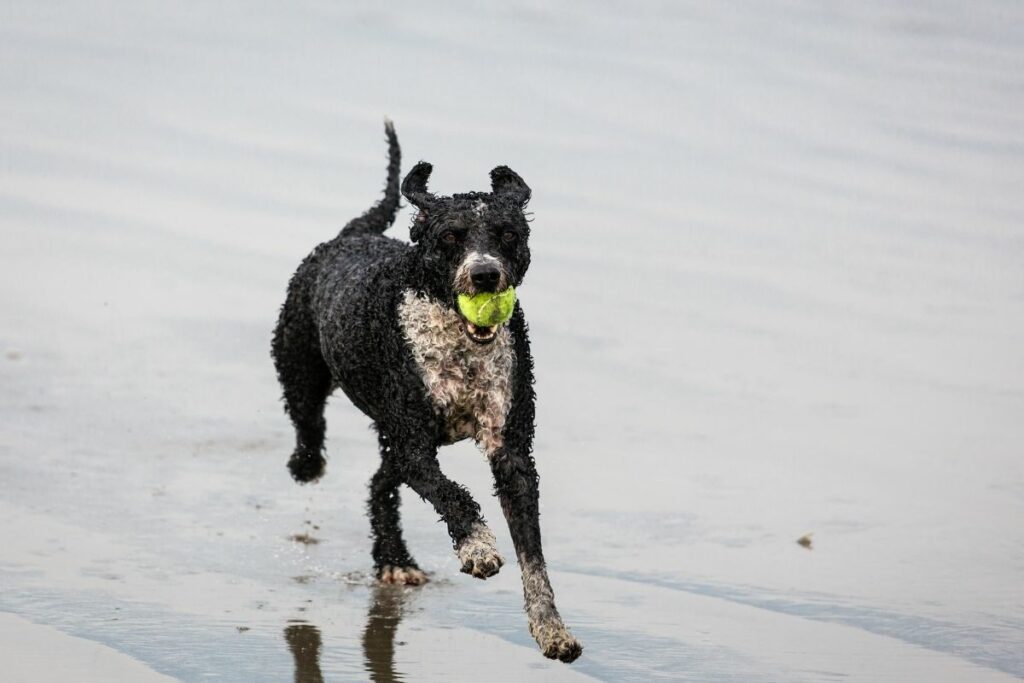 Wasserhunde: Spanischer Wasserhund