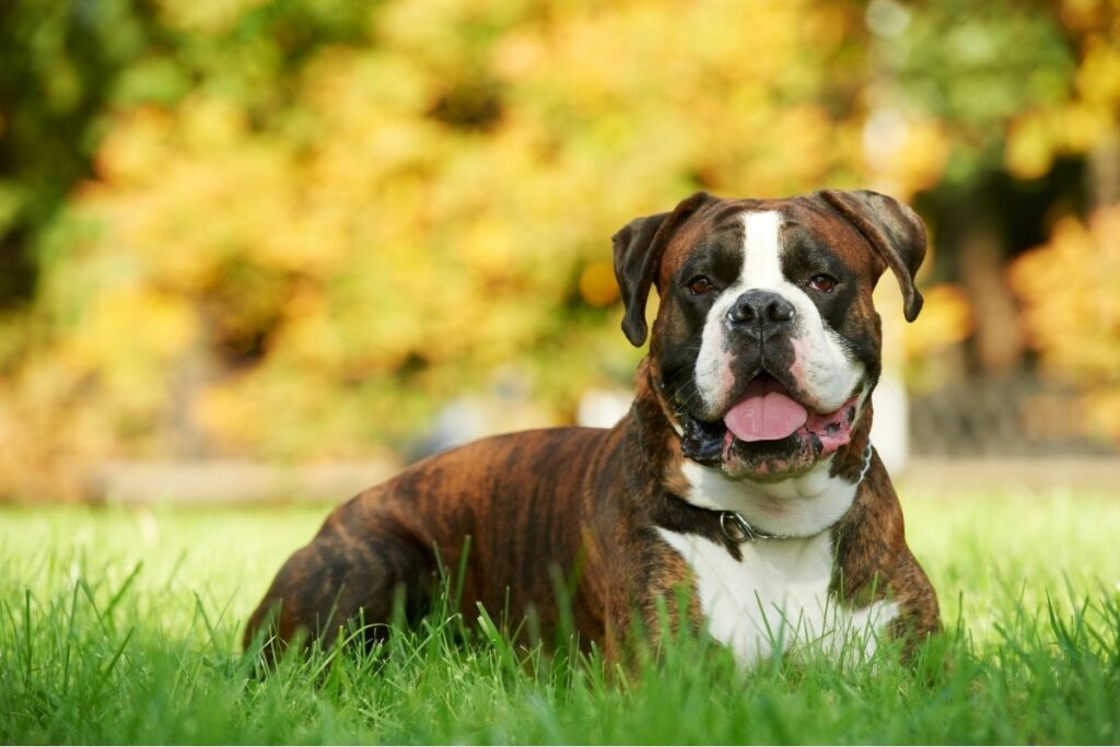 Wasserscheue Hunderassen: Boxer