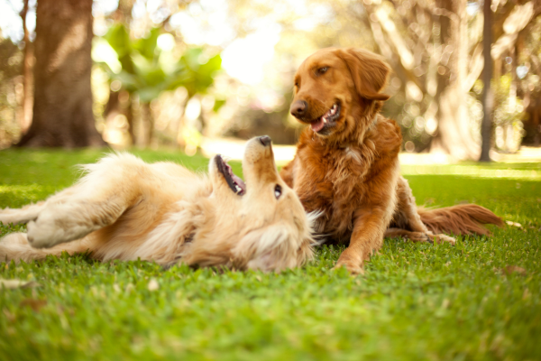 weibliche hundenamen: zwei Hunde spielen im Garten