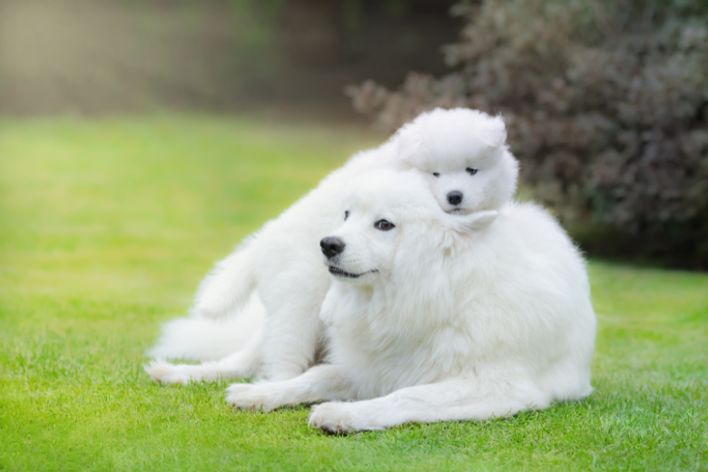 Hunderasse Retriever Weibliche Hundenamen Nach Hunderasse: Golden Retriever – Braun Papenburg