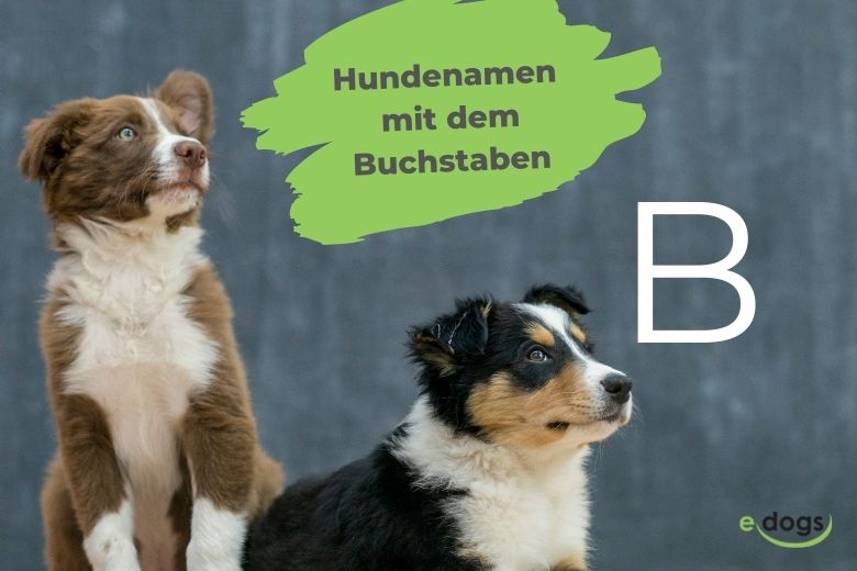Hundenamen Mit B