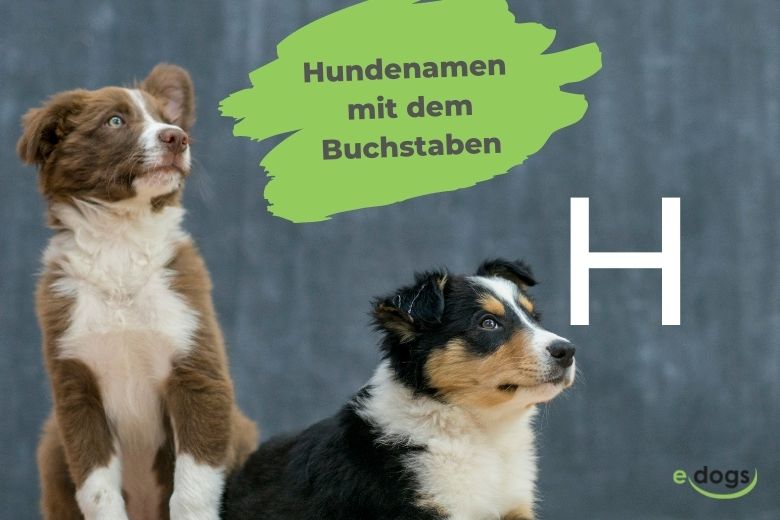Hundenamen Mit H
