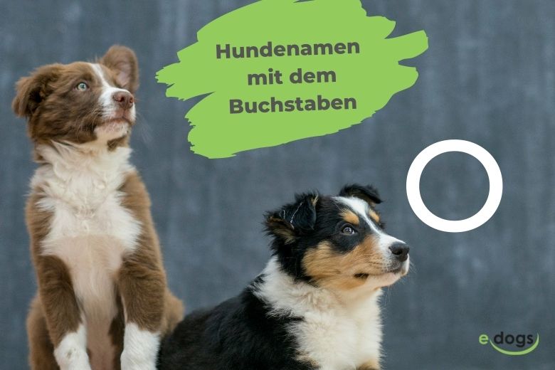 Hundenamen Mit O