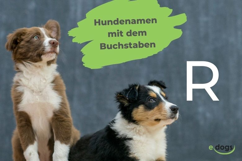 Hundenamen mit R Eine Übersicht edogs Magazin