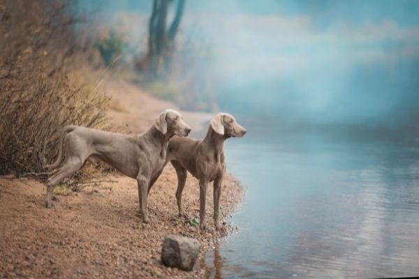 Zwei Weimaraner am Wasser