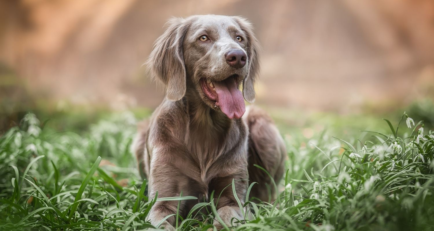 Weimaraner: Steckbrief, Charakter, Wesen und Haltung