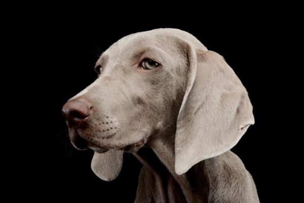 Weimaraner im Portrait