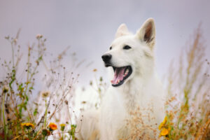 Berger Blanc Suisse im Feld