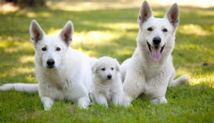 Berger Blanc Suisse zu dritt