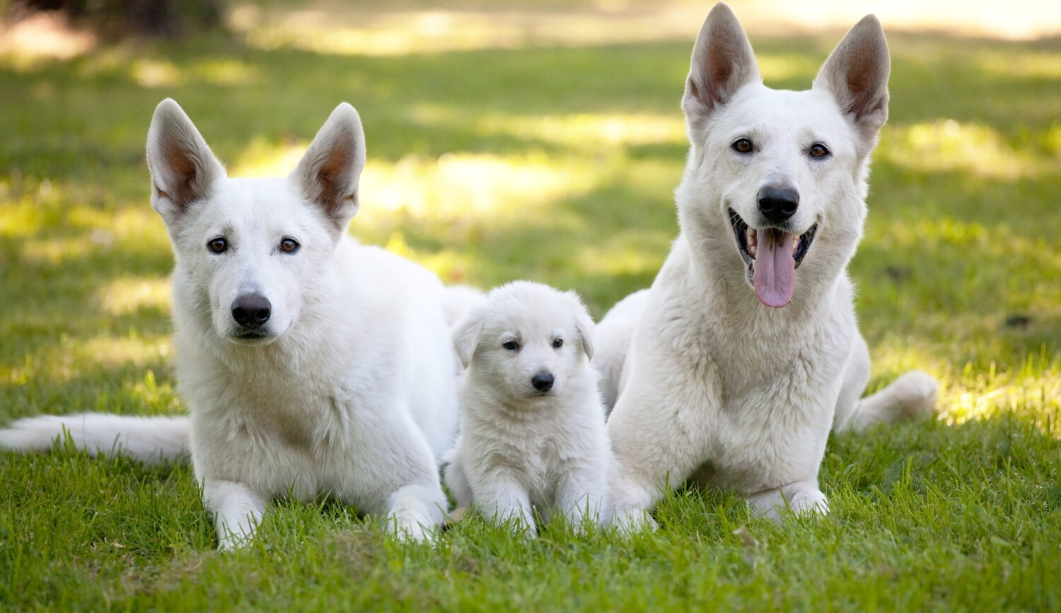 Berger Blanc Suisse zu dritt