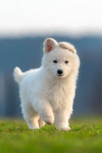 Berger Blanc Suisse Welpe