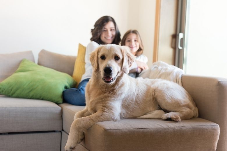 Welcher Hund passt zu meinem Sternzeichen?