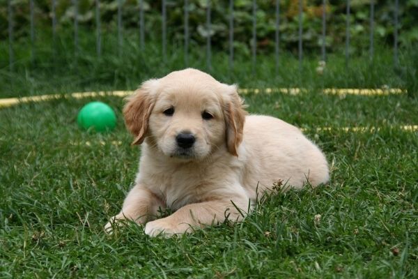 welpe-einzug-golden-retriever