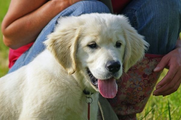 Labrador Retriever Welpe mit Herrchen