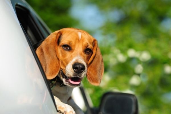 Welpe lehnt sich auf eine Autoscheibe