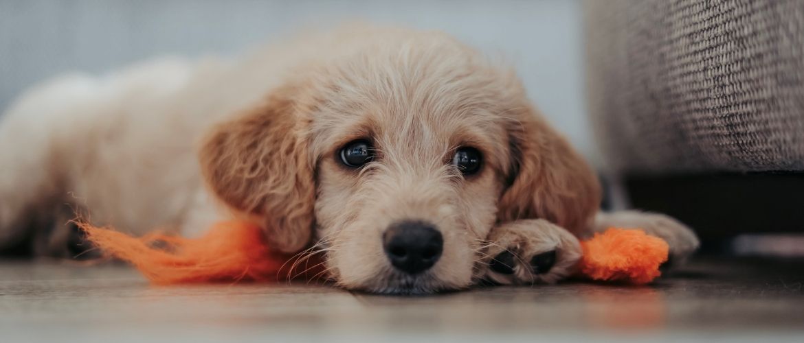 Bürohunde: Welpe liegt mit einem orangenen Spielzeug auf dem Boden