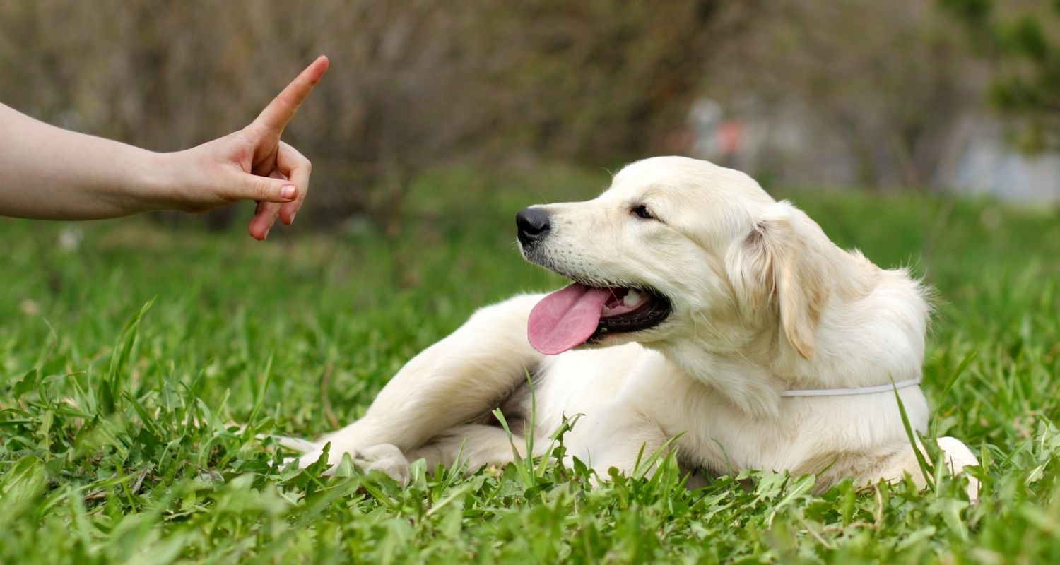 Welpe Nein beibringen Die besten Tipps & Tricks edogs Magazin