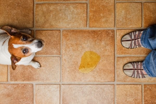 Welpe pinkelt in Wohnung