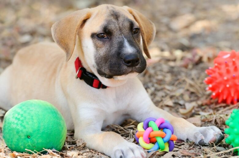 Welpen Erstausstattung: Hund liegt neben Spielzeug
